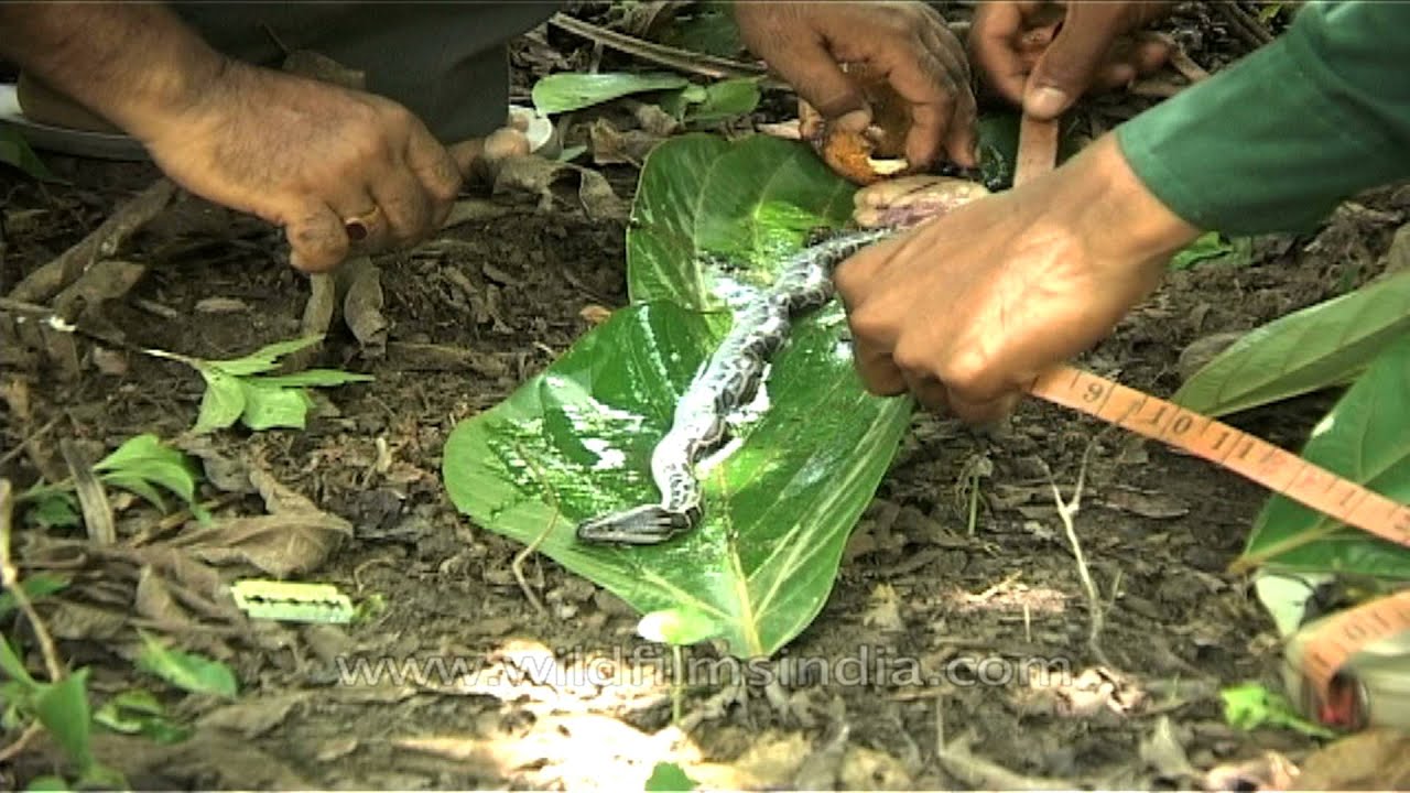 Measuring the size of baby Python - YouTube