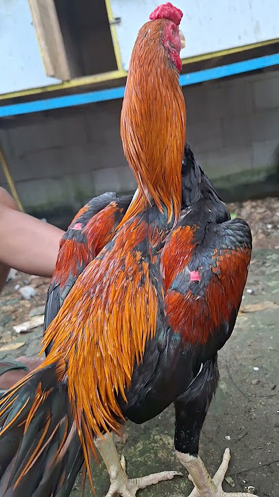 ayam pakhoy muda🐥