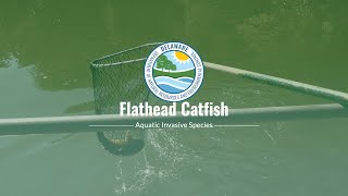Invasive Species - Flathead Catfish at Lums Pond
