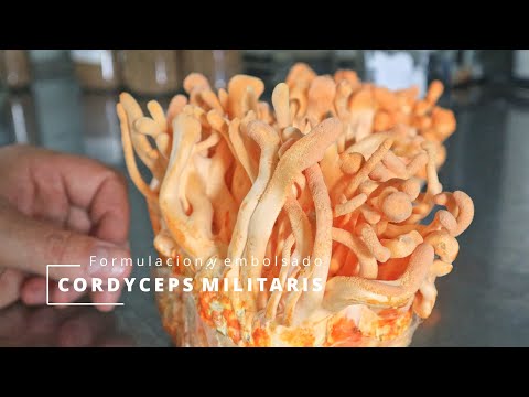 Video: 3 formas sencillas de cultivar Cordyceps