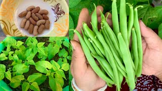 Complete Tutorial On Growing French Beans How To Grow French Beans In Grow Bag Or Pot At Home