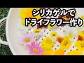 シリカゲルでドライフラワー作り/ 簡単に色鮮やかなドライフラワーが作れます