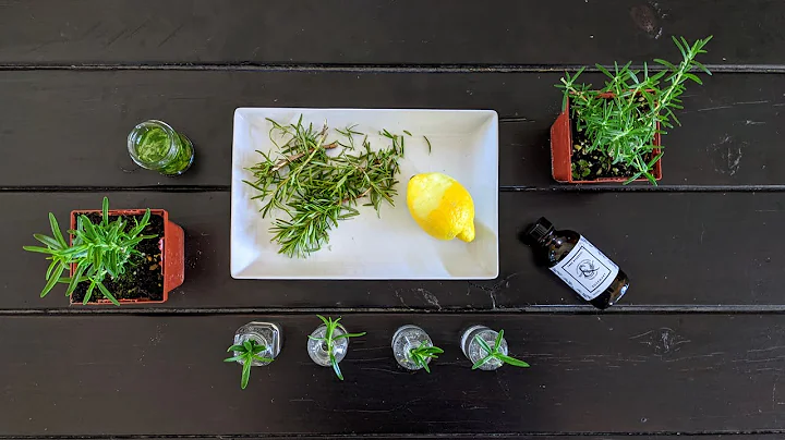 All About Rosemary // propagating, infusing & diff...