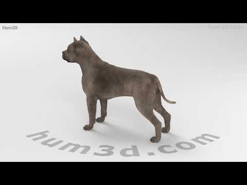 American Pit Bull Terrier Hd 3D Model By Hum3D.Com
