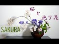 【生け花】春の香りがするお花達【ikebana】桜と沈丁花とヒヤシンス Spring scented flowers/春天香花/Fleurs parfumées de printemps/sakura