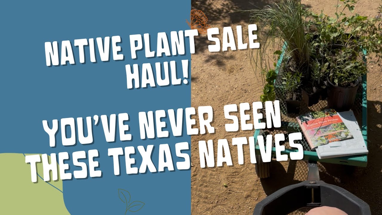 Some Favorite Lesser-Known Native Flowering Perennials