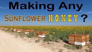 Checking on the Sunflower Bees (8-13-2023)