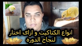 انواع الكتاكيت و ازاى اختار لنجاح الدوره // عشاق الدواجن