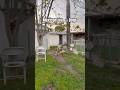 Mexican Tea Dogs: The Most Dedicated Neighbor Ever! 🐕☕️ #shorts #funny
