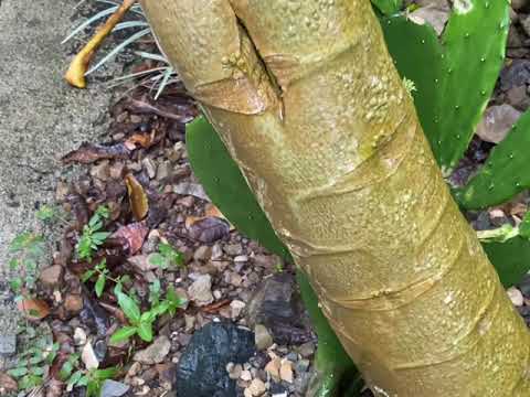 Two ways to change the sex of your papaya