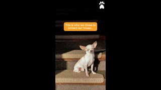 🏡🐶 For such a tiny dog, the confidence is absolutely unbelievable.