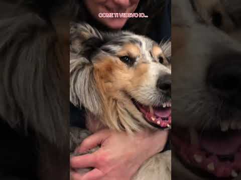 MI MANCHI DA MORIRE, VI PRESENTO ACE, IL PASTORE SCOZZESE CHE RESTERA' PER SEMPRE NEL MIO CUORE