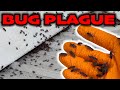 Unreal boxelder bug swarm