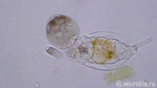 Scavenger ciliates & a dead rotifer/ Инфузории-падальщики обгладывают коловратку