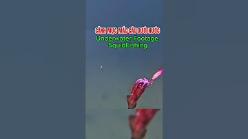 Cảnh dưới nước câu mực  | Catching Squid Underwater footage #shorts  #squidfishing #underwater
