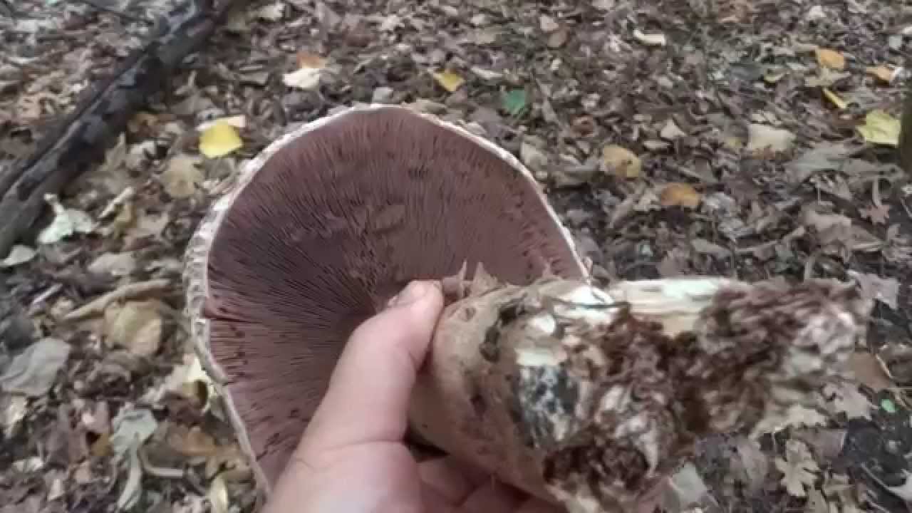 Specii de ciuperci de padure din Romania