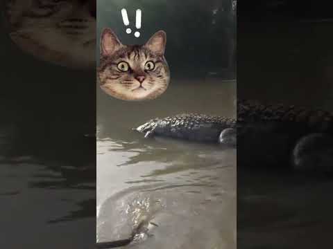 اغاني نهر النيل تماسيح نهر يجري خلاله 