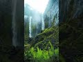 AMOZONE RAIN FOREST