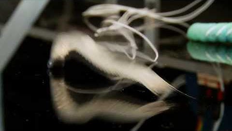 Creeping, Crawling Caterpillars | Science Nation