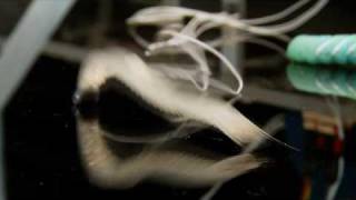 Creeping, Crawling Caterpillars | Science Nation screenshot 3