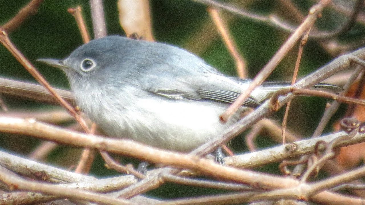 Out My Backdoor: The Blue-gray Gnatcatcher