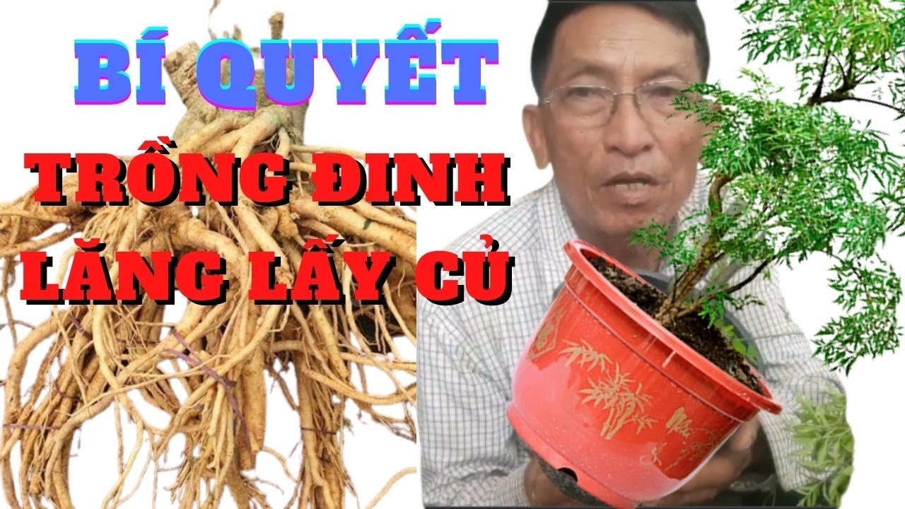 Bí Quyết Trồng Cây Đinh Lăng Lấy Củ /😙Thuy Lien Vlog