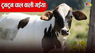 टन टन चल वल गईय Tuntun Chal Wali Gaiya By Skool Tone
