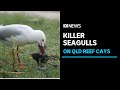 Seagulls are like ruthless killers affecting biodiversity off Central Queensland coast | ABC News