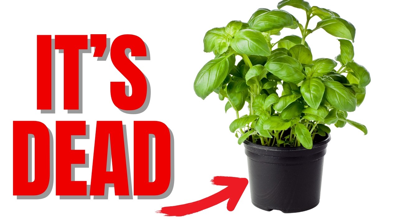 Why All Basil Plants Will Die In Just Over A Week