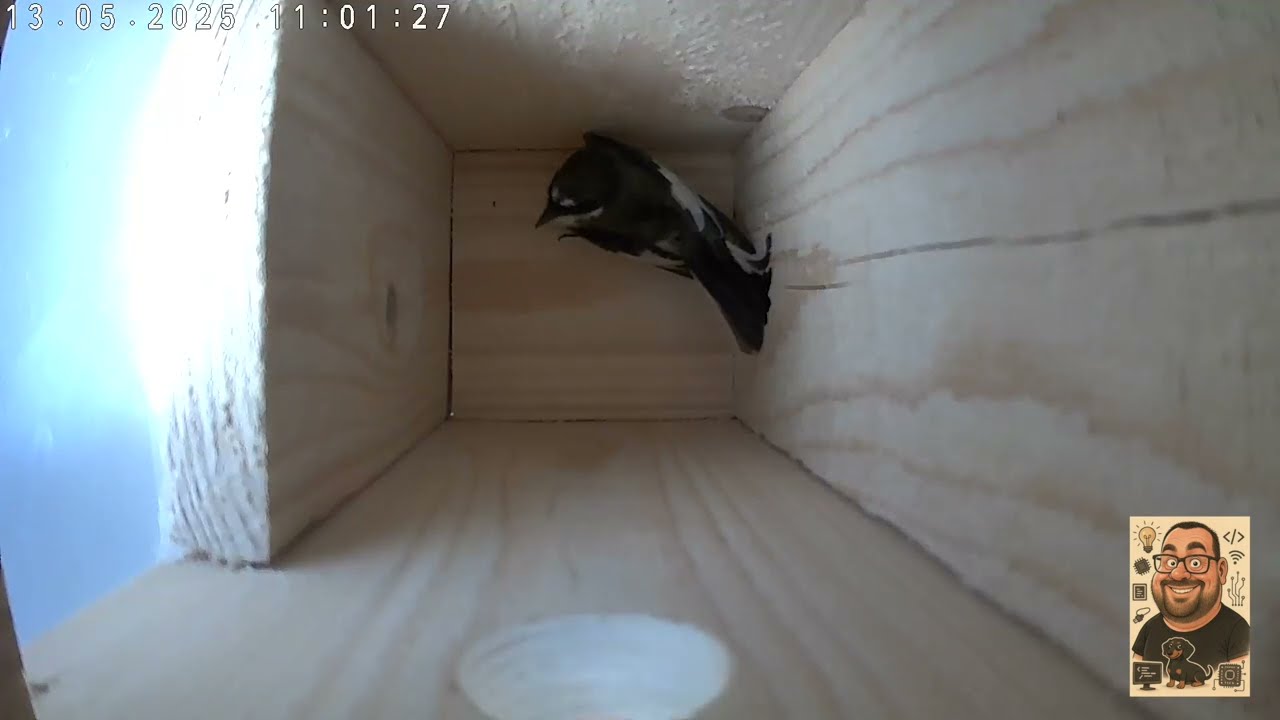 Sinitiainen yrittää kodinvaltausta 13.5.2025