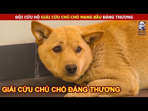 Video: Thú cưng: Mèo sống sót bị mắc kẹt trong xe Car bội thu, chú chó con được an ủi trong video ngọt ngào