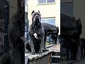 Beast transformation ☠️ #dog #kangal #rottweiler #pitbull #viral #shorts