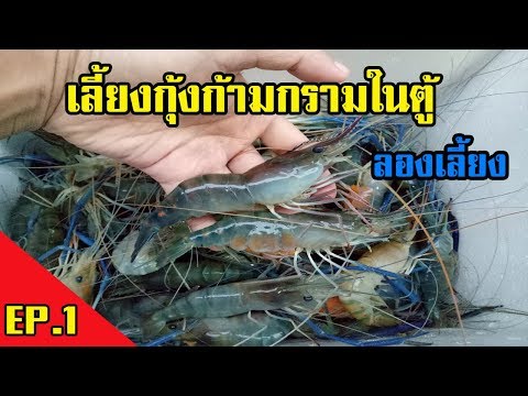 วีดีโอ: วิธีเลี้ยงกุ้งในตู้ปลา