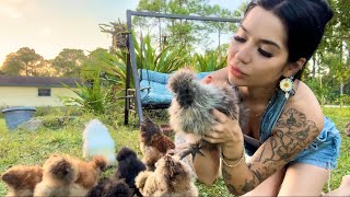 Meet my 27 Silkie Chickens 🐓💚 Its been amazing watching my chicks grow up!