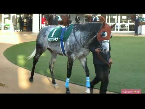 2021/12/12 中山競馬場 カペラステークス リュウノユキナ パドック～グランプリロード