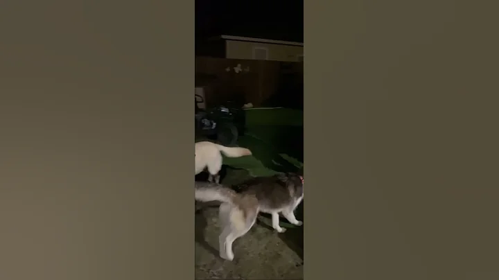 Husky jumping