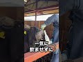 【牛の治療】春と言えば○○○○😱