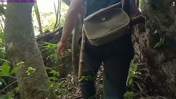 mu tua noog noj txiv vaj khaum tau nas kab nyuam dev.3 .3.2022