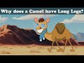 Umsom Video Quiz