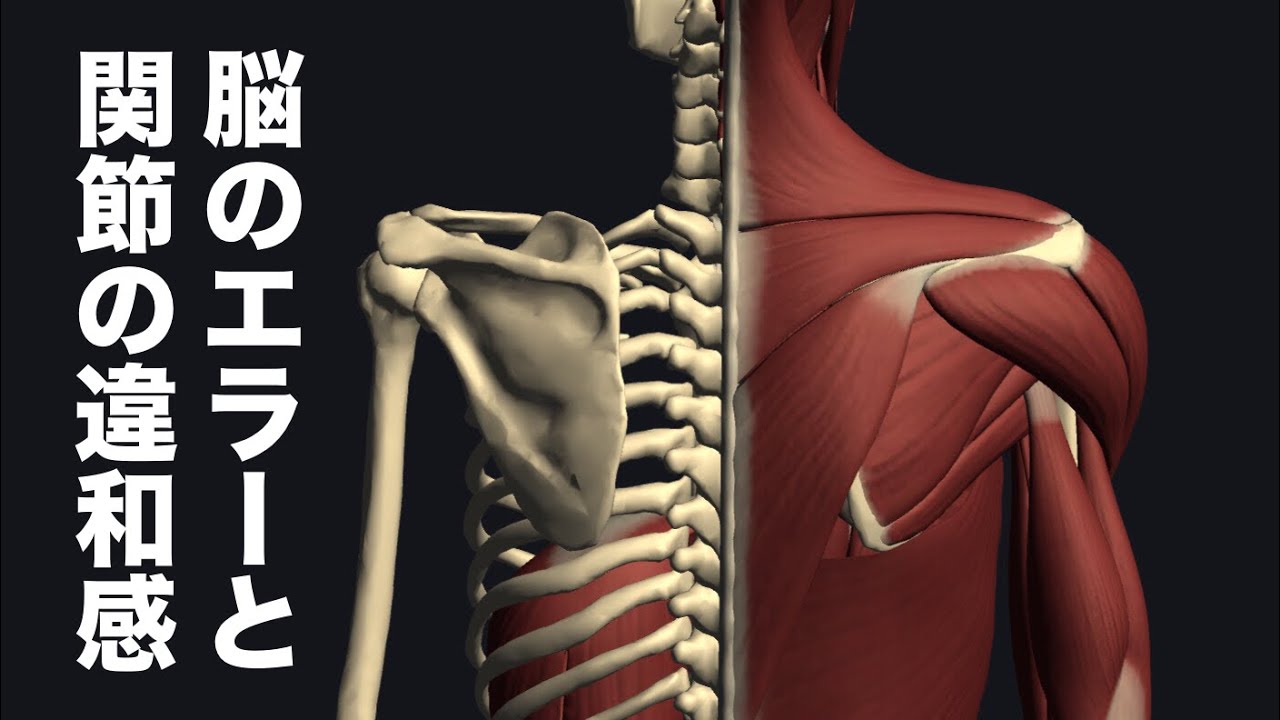 脳の不具合と関節に感じる違和感のメカニズムを解説してみた