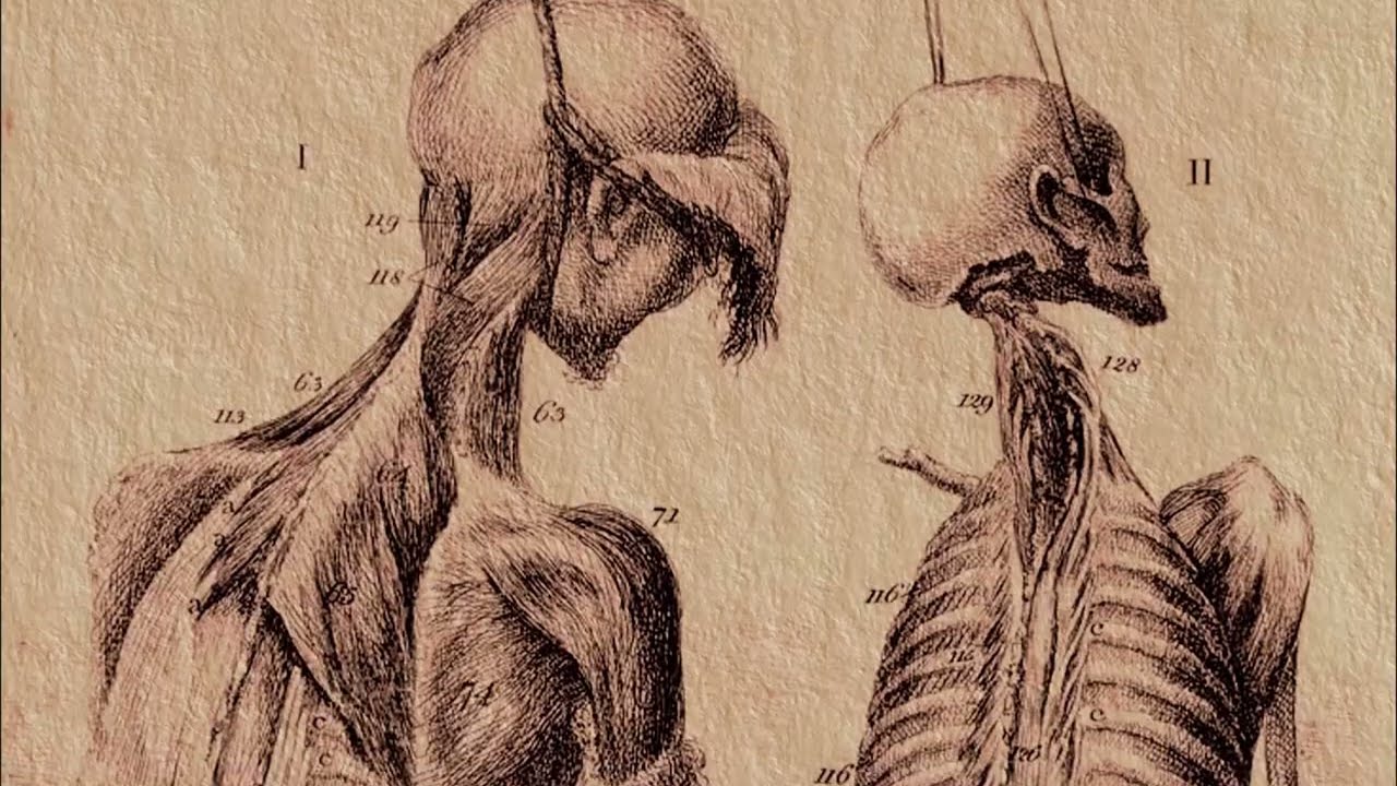 Curious Case of Human Anatomy