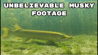 Rare Musky Footage (Crystal Clear Waters)