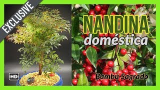 Bonsai Nandina Doméstica