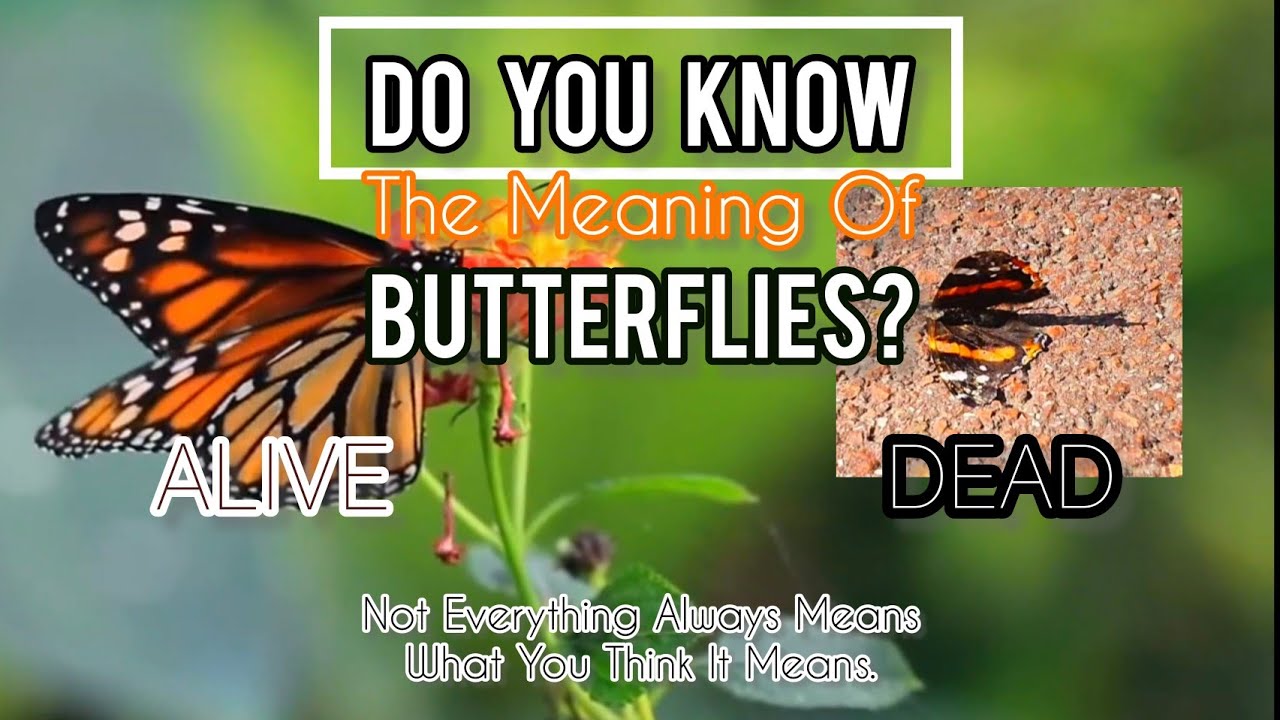 How To Tell If Butterfly Is Dead