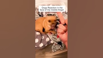 Dog’s Reaction In The Face Of The Middle Finger 😂 So Funny