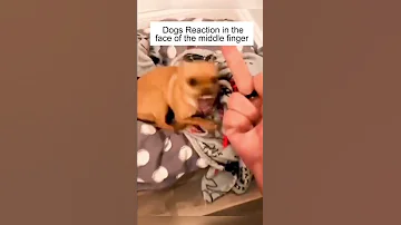 Dog S Reaction In The Face Of The Middle Finger So Funny 