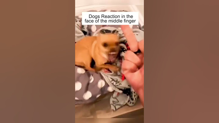 Dog’s Reaction In The Face Of The Middle Finger 😂 So Funny