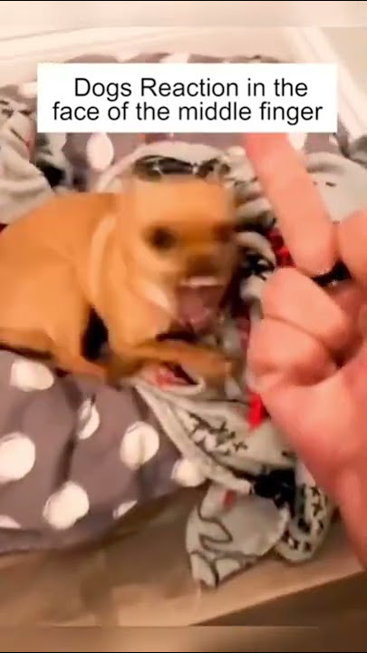 Dog’s Reaction In The Face Of The Middle Finger 😂 So Funny