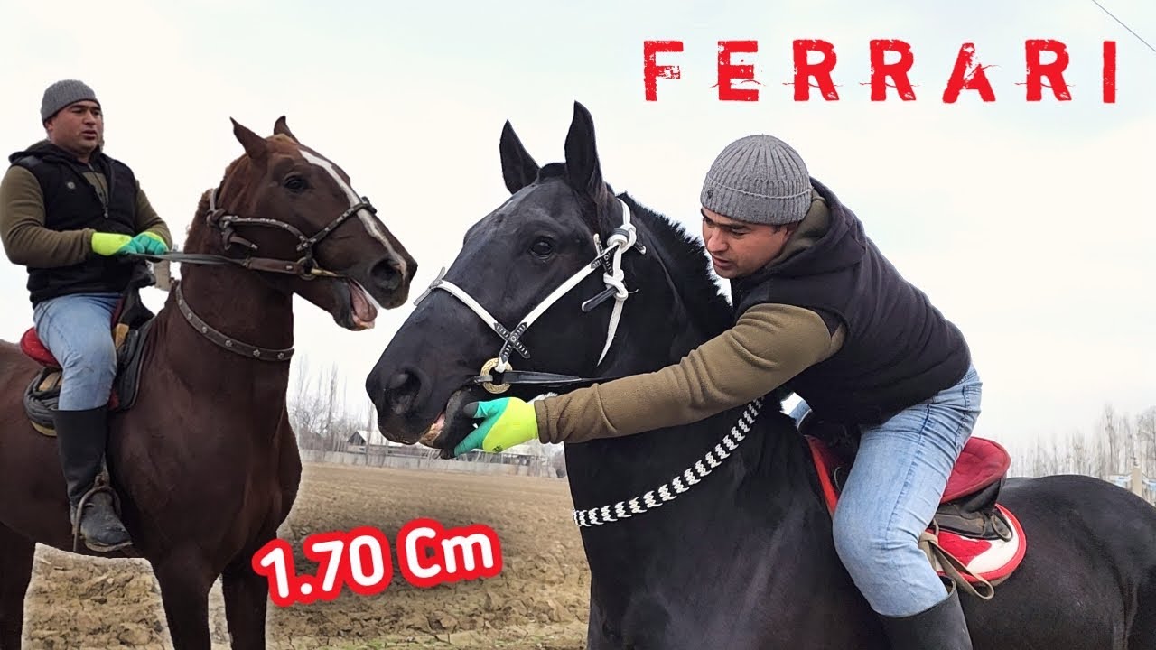 OXXO ФАЗЛИДДИНДА ФЕРРАРИ ОТНИ КУЧЛИГИ 170.см ОТЛАР СОТИЛАДИ..продаю лошады.(Mus Tv)(OT)