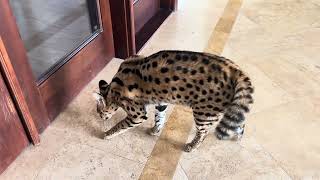 Serval Cat Vs Husky Dog